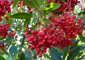 Toyon: A Plant of Many Names and Uses