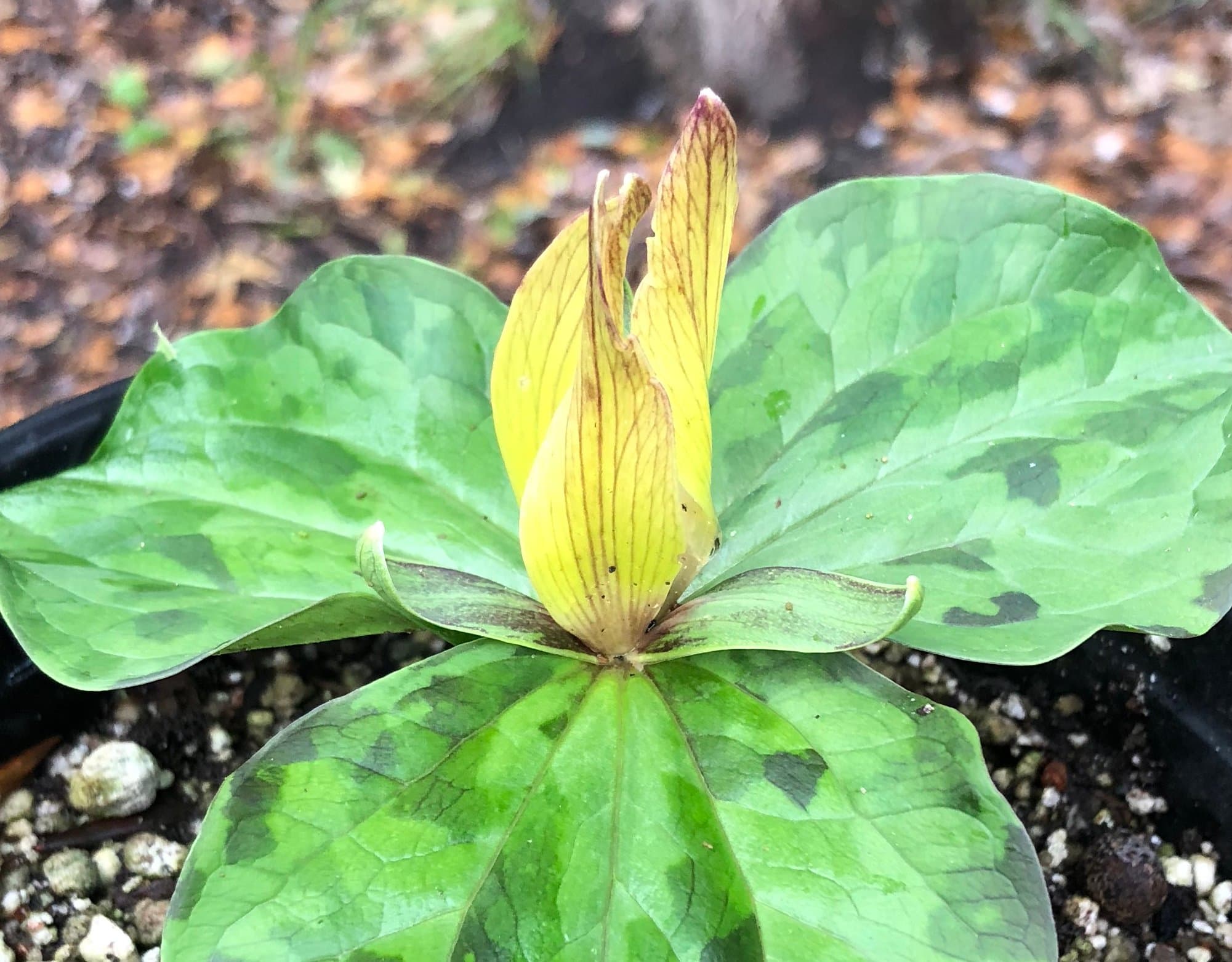 Trilliums for the Shade Garden