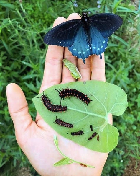California Dutchman's Pipe and the Pipevine Swallowtail