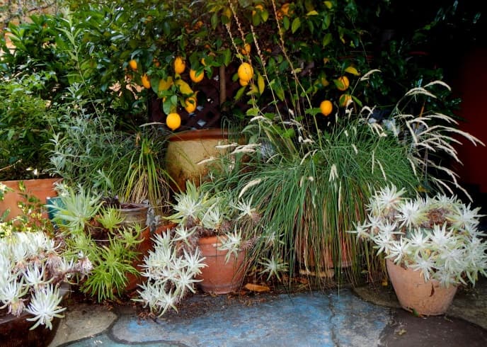 California Native Plants for Small Shady Corners
