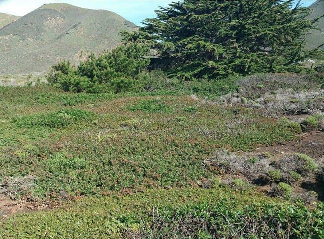 Manzanita Diversity in California