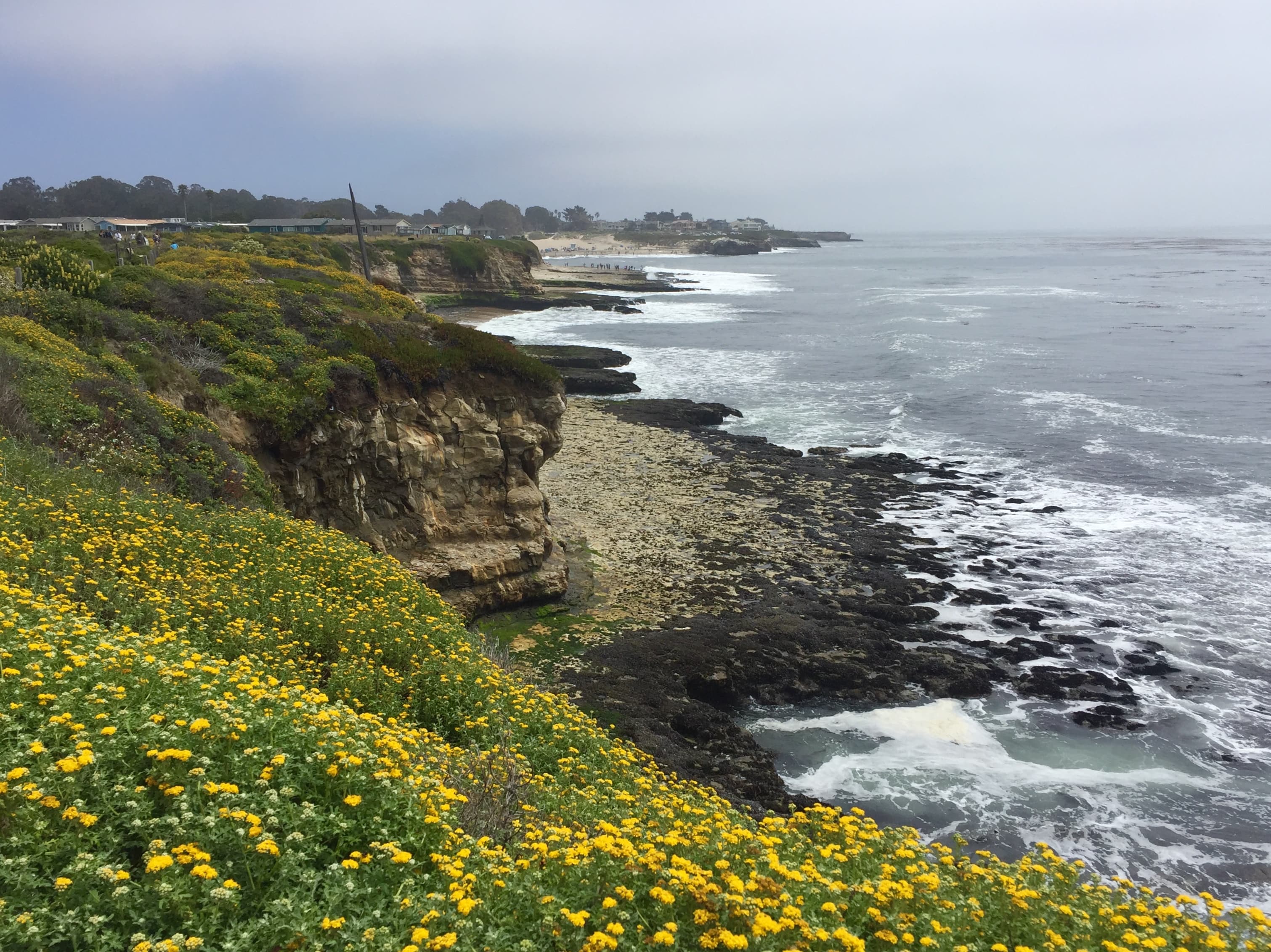 Restoring Coastal Prairie at UCSC Coastal Science Campus