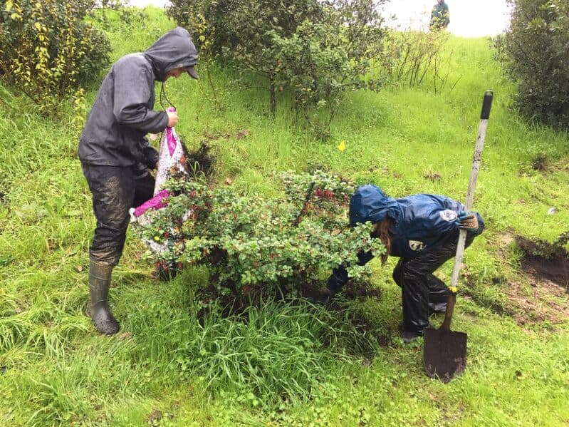 Volunteering with the San Lorenzo Estuary Restoration