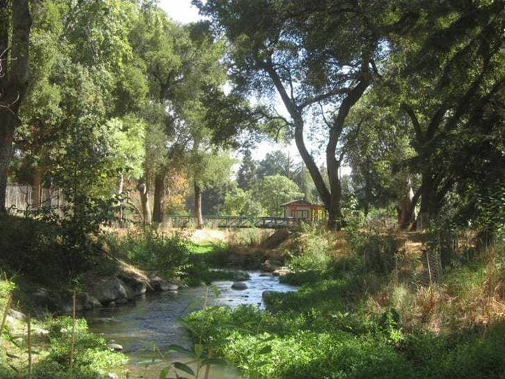 Habitat Restoration Success Along Stevens Creek