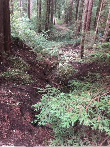 Battling Invasive Species Along Bear Creek