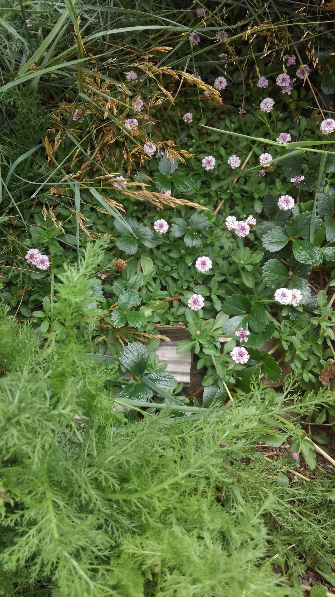 Creating a Coastal Meadow/Lawn Alternative