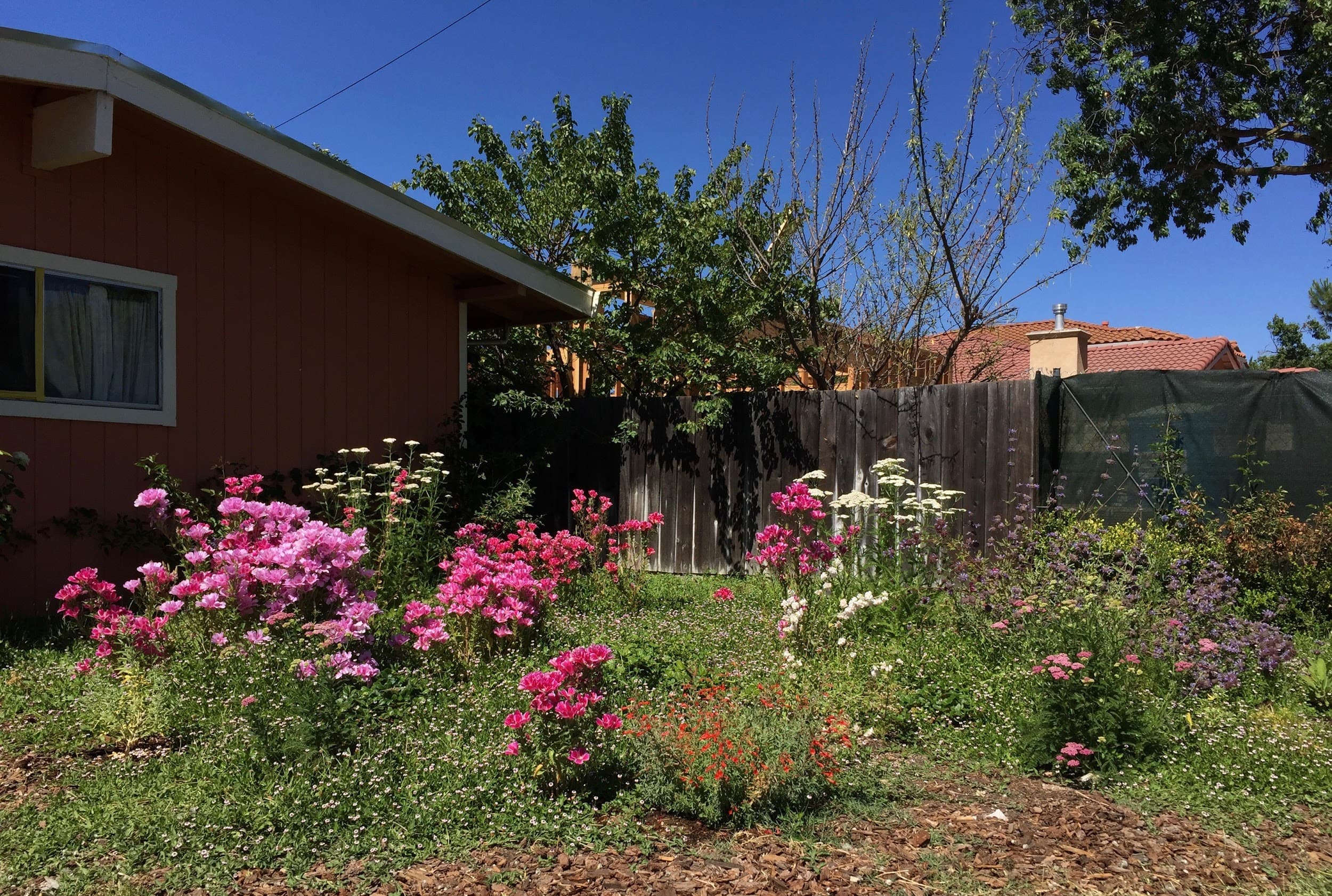 From Weedy Mess to Native Garden Oasis