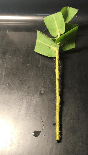 Oak and Manzanita: Exciting Research at CCW