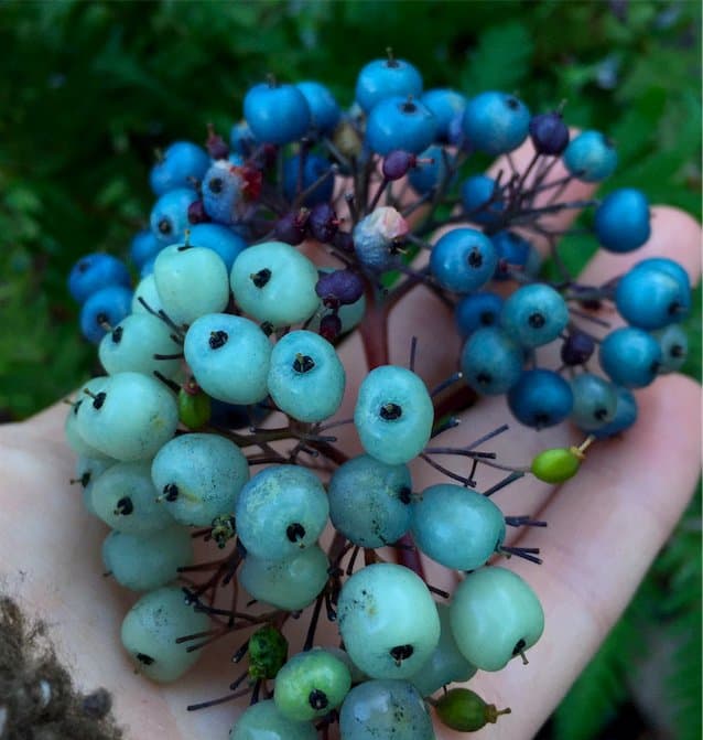 Red Osier Dogwood: A Plant for Every Season