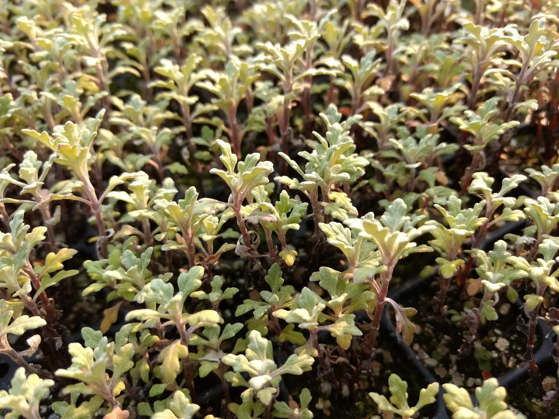 September Foliage at CCW