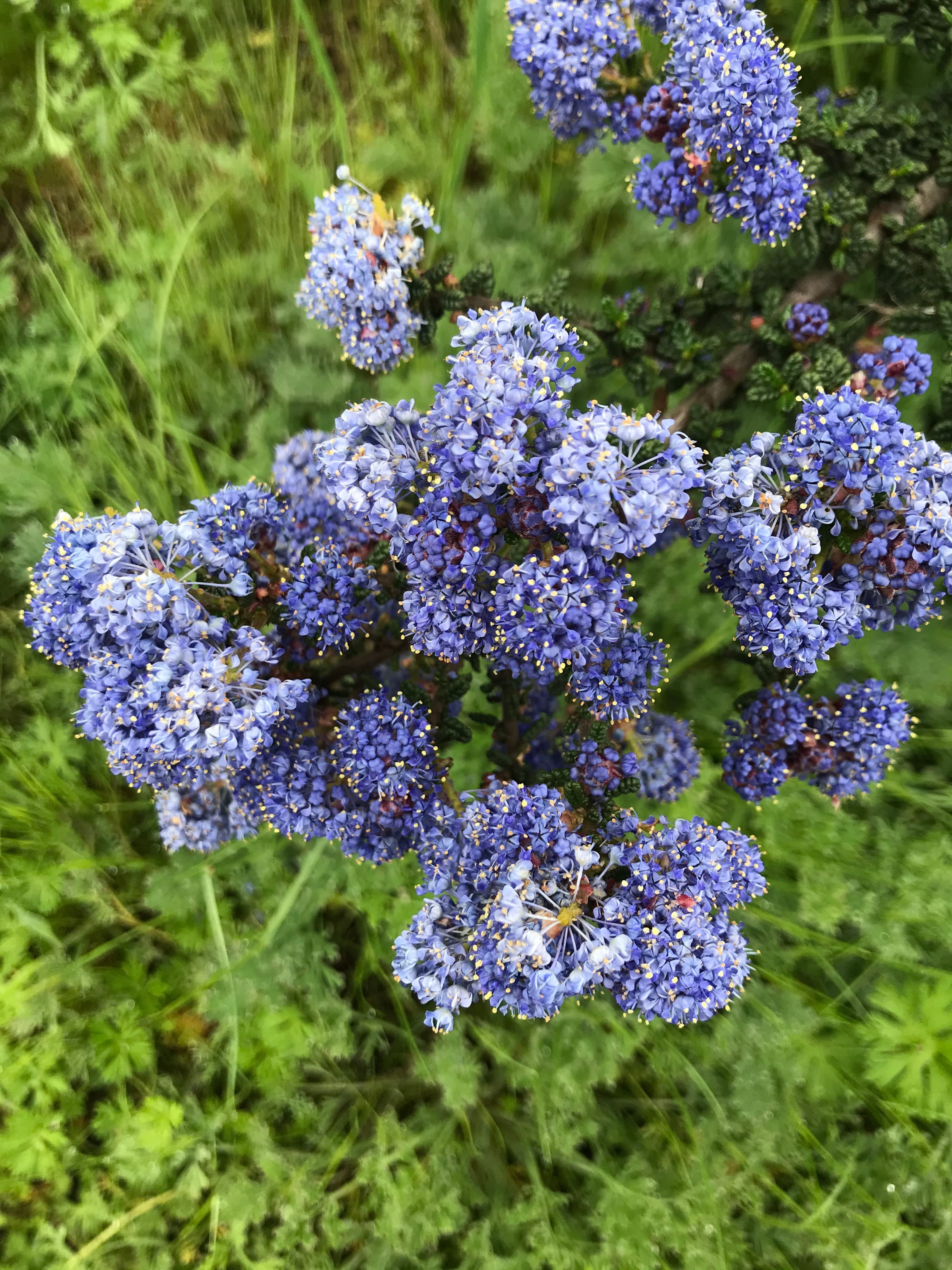 Silver Linings and Springtime Flowers
