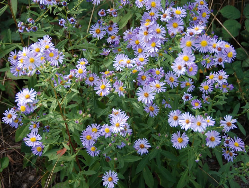 Symphyotrichum chilense: Lavender Lover of Bees and Butterflies